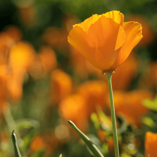 Escholzia californica (California poppy) Tincture - DrClareApothecary