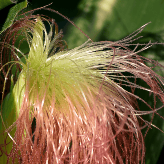 Corn silk - Zea Mays 100g - DrClareApothecary