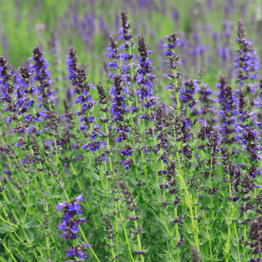 Hyssop - Hyssopus off. 100g - DrClareApothecary