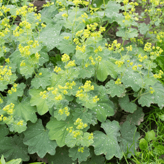 Alchemilla vulgaris (Lady's Mantle) Tincture - DrClareApothecary