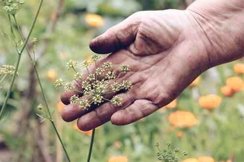 Why I left a successful clinical practice to become a herbalist - DrClareApothecary