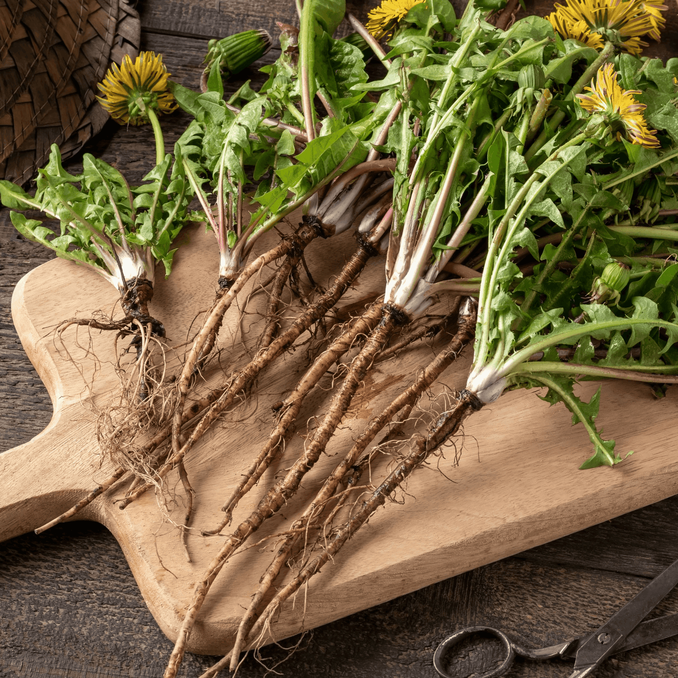 Dandelion Root Cut (Taraxacum officinale) 100g-20% discount, , Herbs, dandelion-root-cut-100g, [