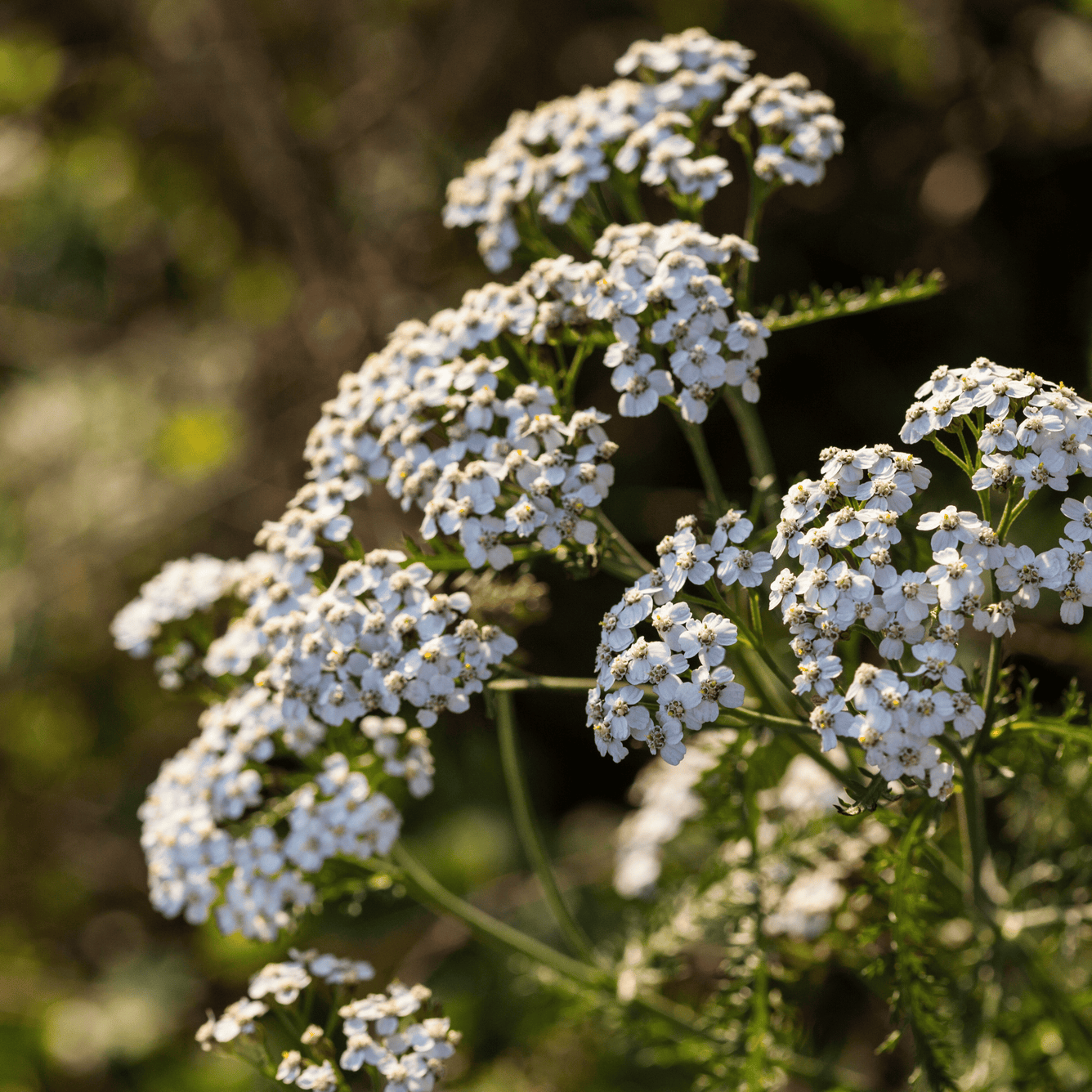 Achillea millefolium (Yarrow) (Dried/Cut) – 100g