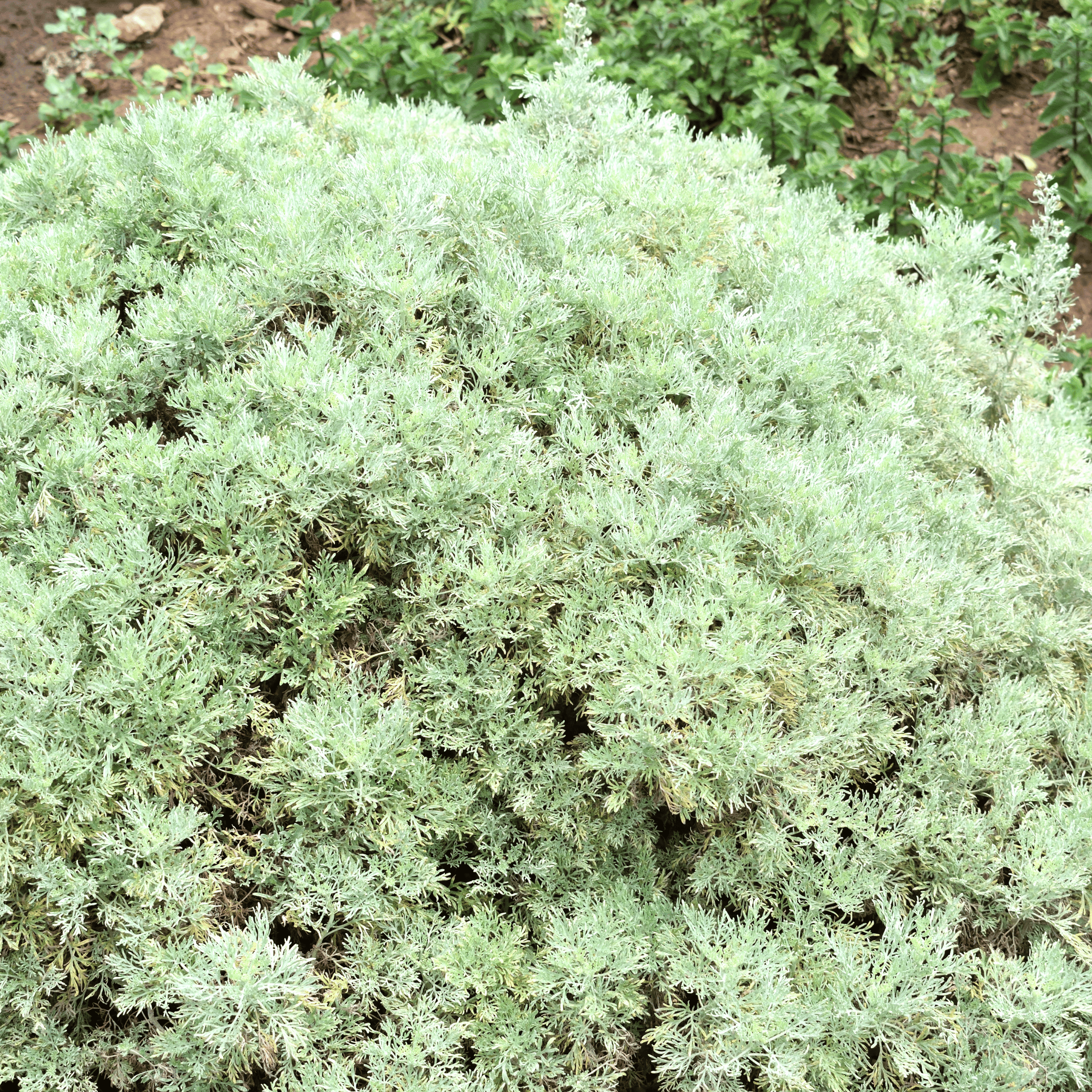 Artemisia Absinthium (Absentia) (Dried/Cut) – 100g