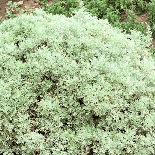 Artemisia Absinthium (Absentia) (Dried/Cut) – 100g