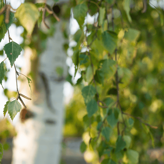 Silver Birch (Betula Pendula) – 100g - 20% Discount New!
