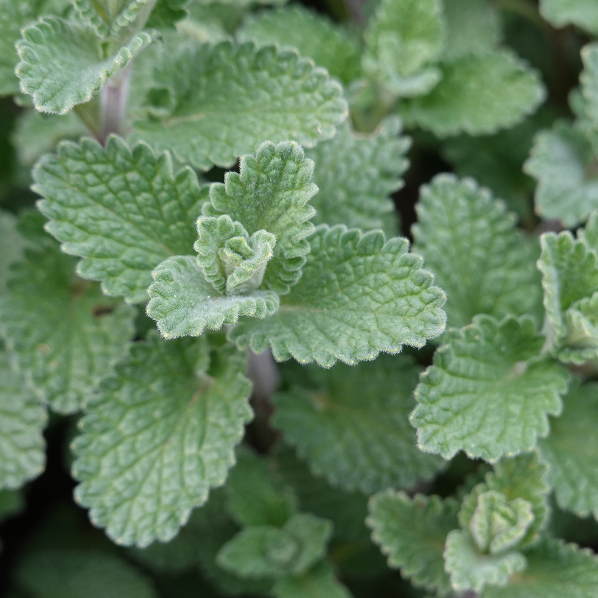 Nepeta (Catnip) - 100g