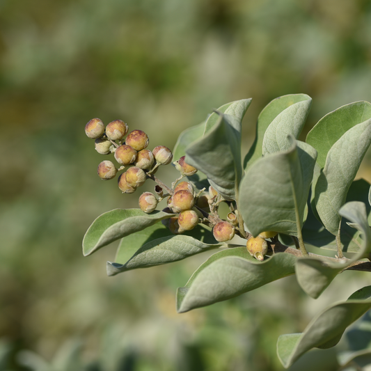 Vitex Agnus-Castus (Chasteberries) – 100g