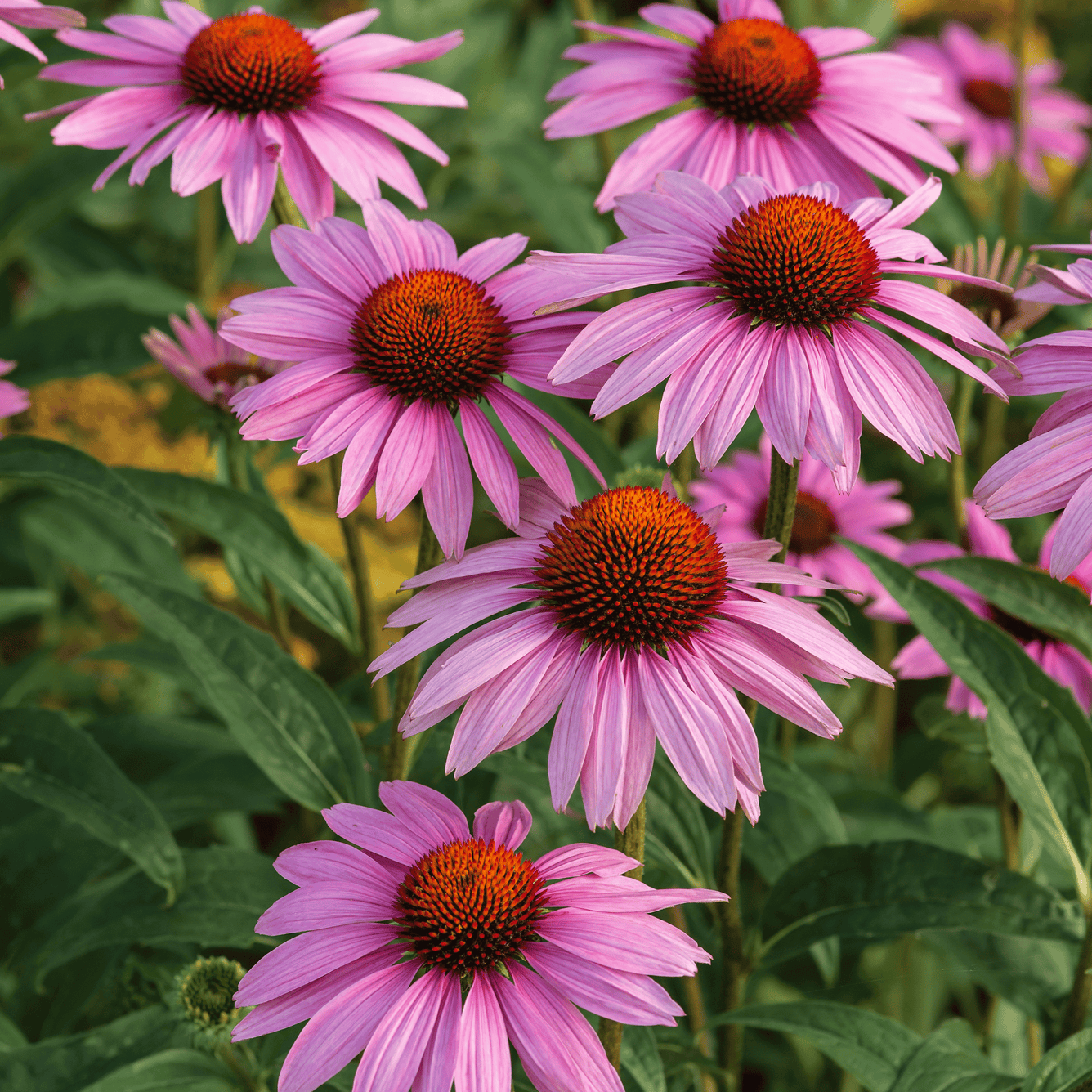 Echinacea Purpurea (Dried/Cut) – 100g