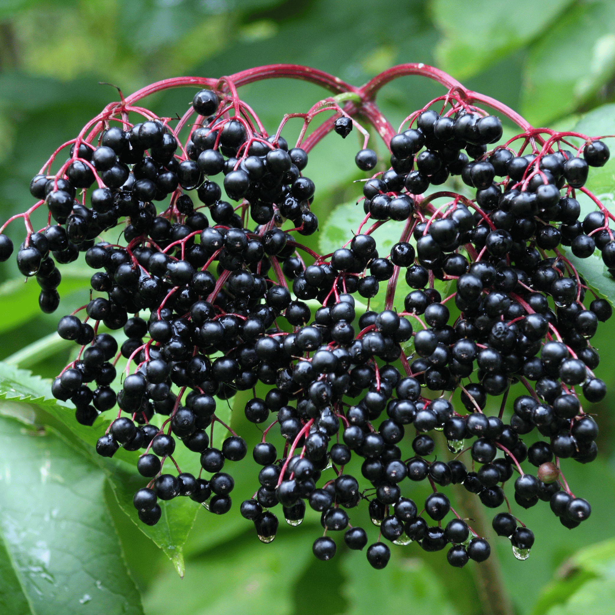 Elderberries (Dried) – 100g
