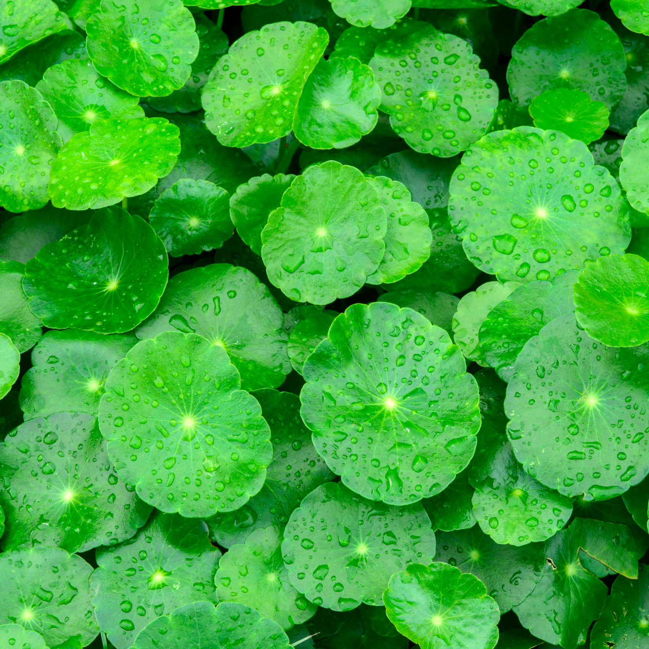 Gotu Kola (Hydrocotyl) - 100g, , Herbs, new-gotu-kola-hydrocotyl-100g-20-discount, [