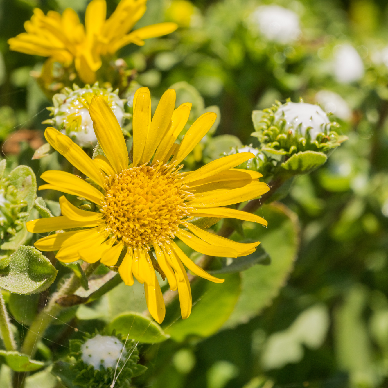 Grindelia robusta (Grindelia) Tincture 100ml, , Tincture, grindelia-robusta-grindelia-tincture, [
