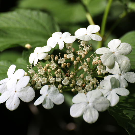 Viburnum opulus (Guelder rose) Tincture 100ml