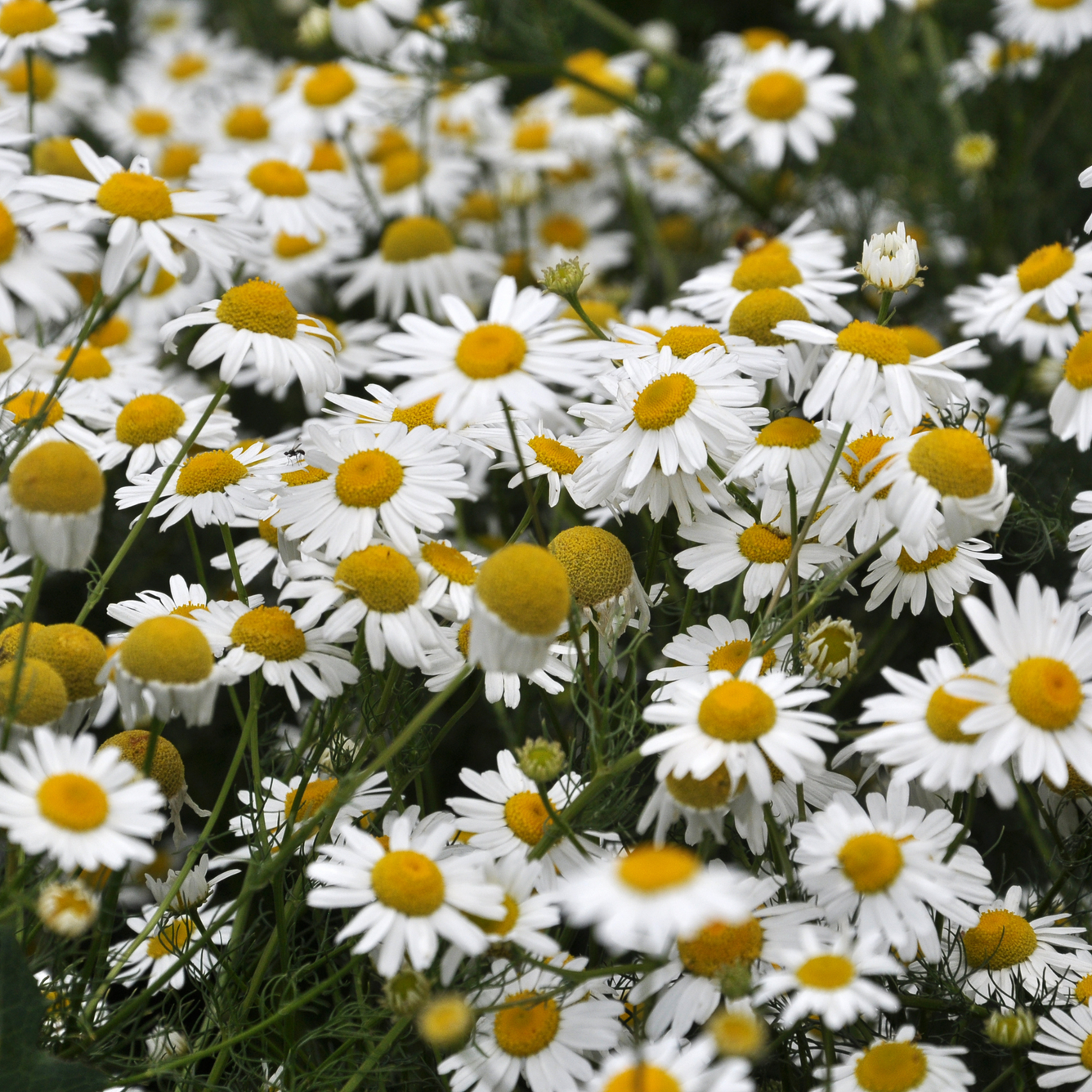 Chamomile (Chamomilla recutita) Tincture – 100ml
