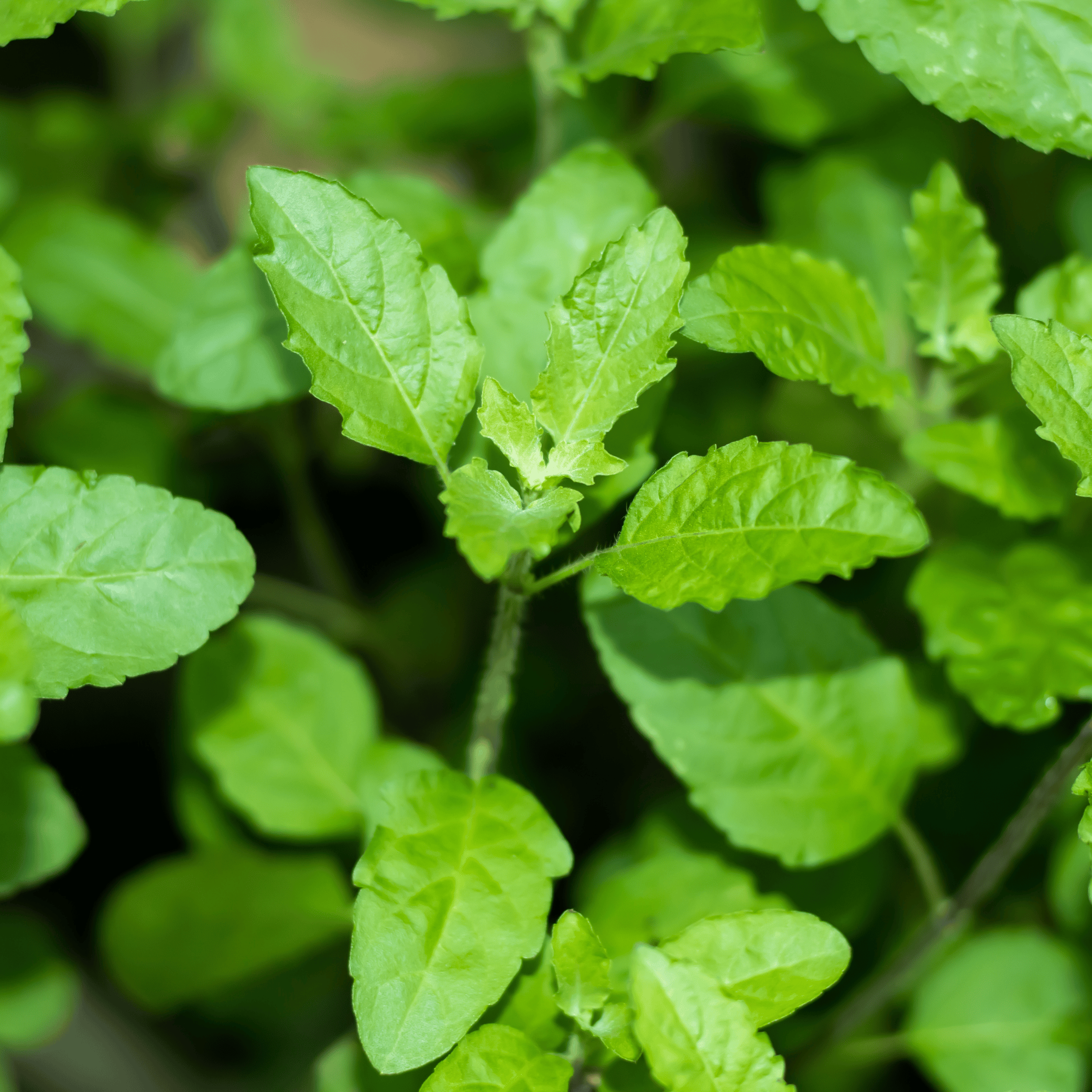 NEW! Ocimum sanctum (Holy Basil ) Tincture