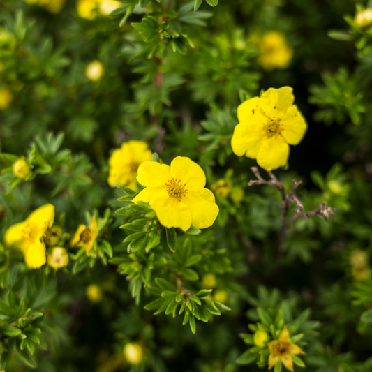 Potentilla erecta (Tormentil) Tincture 100ml - 20% Off While Stocks Last
