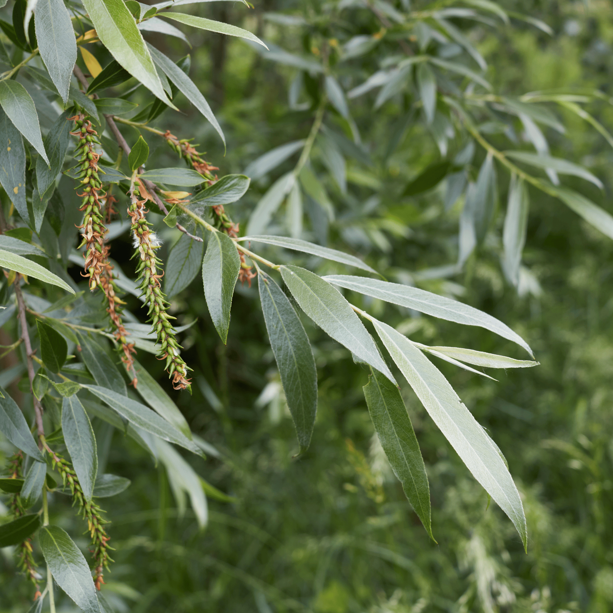 Quercus Alba Tincture 100ml - 10% Discount Spcial Offier While Stocks Last