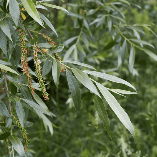 Quercus Alba Tincture 100ml - 10% Discount Spcial Offier While Stocks Last