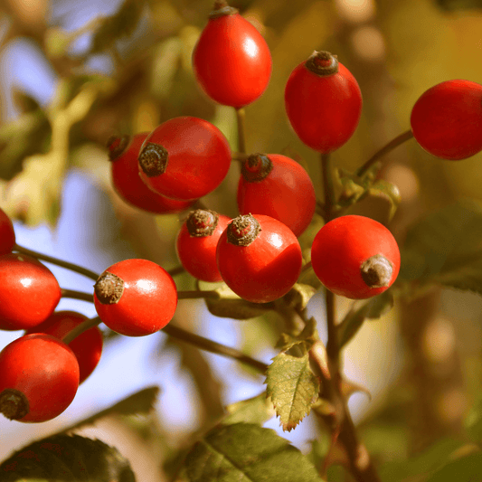 Rosehips (Rosa canina) – 100g - 20% Discount New!