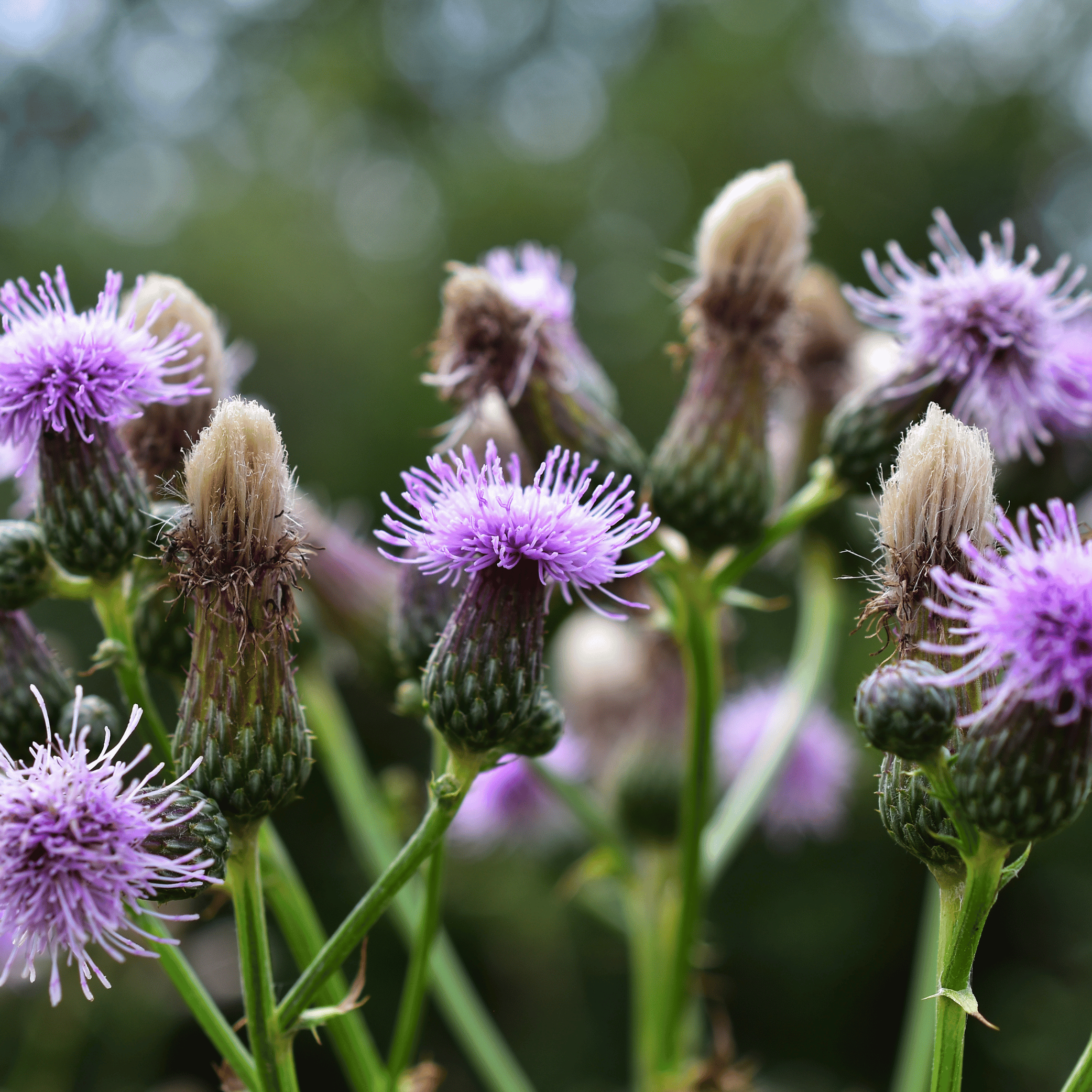 NEW! Milk Thistle (Silybum marianum) Capsules
