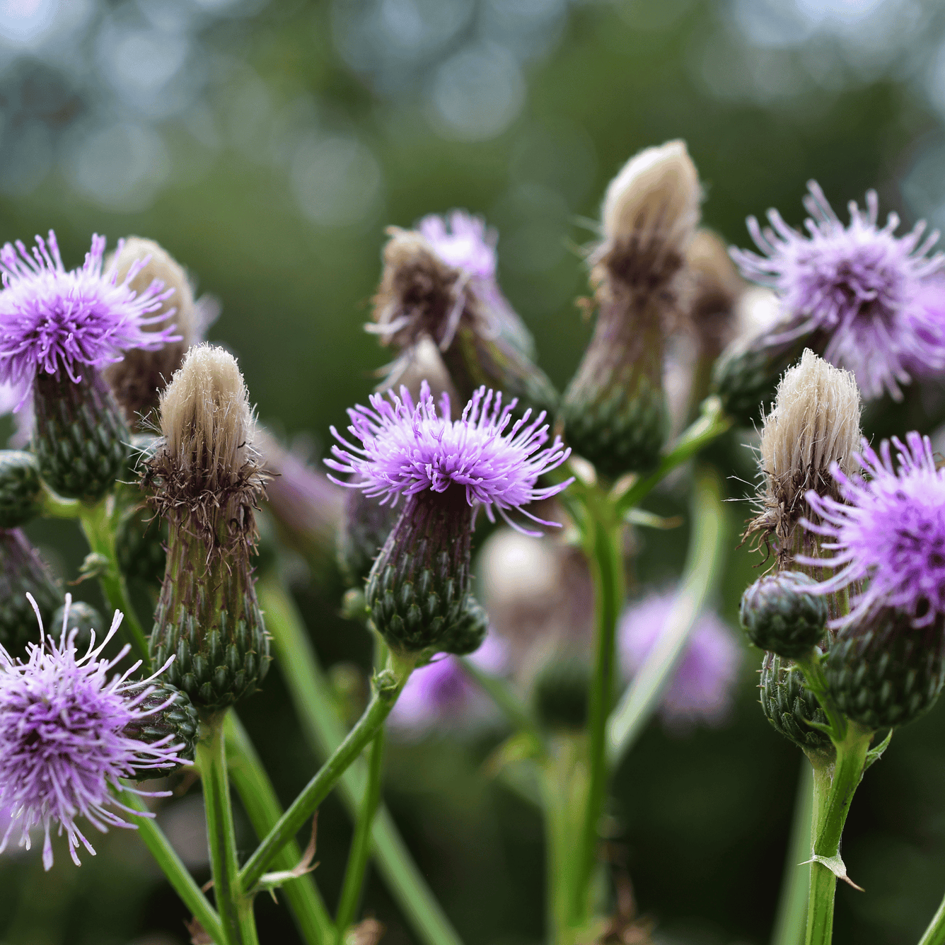 NEW! Milk Thistle (Silybum marianum) Capsules, , Capsules, new-milk-thistle-capsules, [], DrClareApothecary