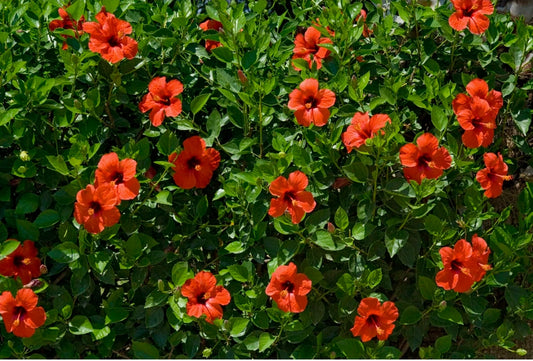 Hibiscus Dried Flowers 100g