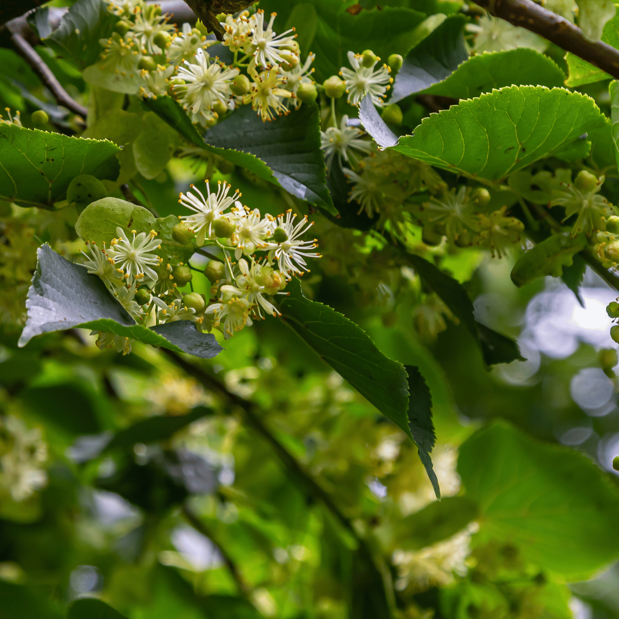 Tilia (Linden Blossom) (Dried) – 100g