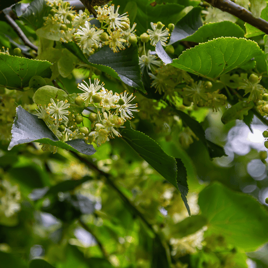 Tilia (Linden Blossom) (Dried) – 100g