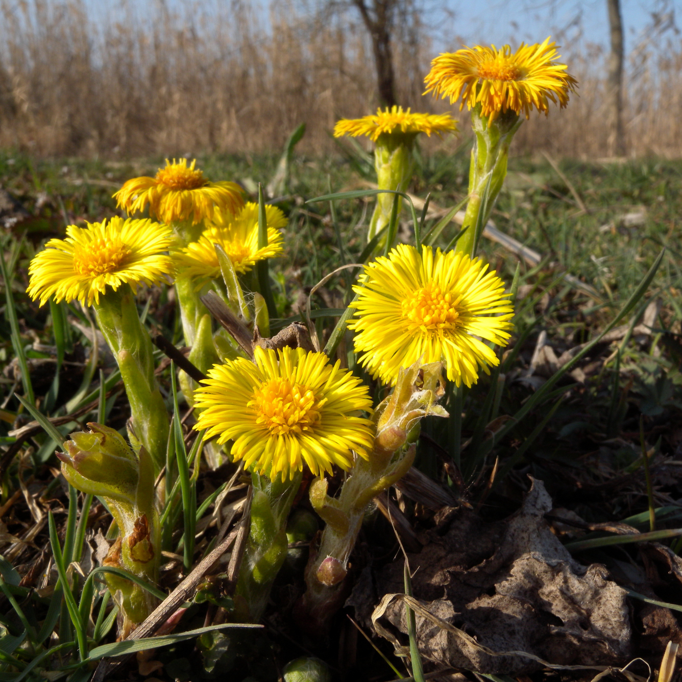 Tussilago farfara (Coltsfoot) Tincture 100ml, , Tincture, tussilago-farfara-coltsfoot-tincture, [