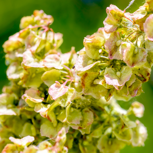 Rumex Crispus (Yellow Dock) – 100g - 20% Discount New!