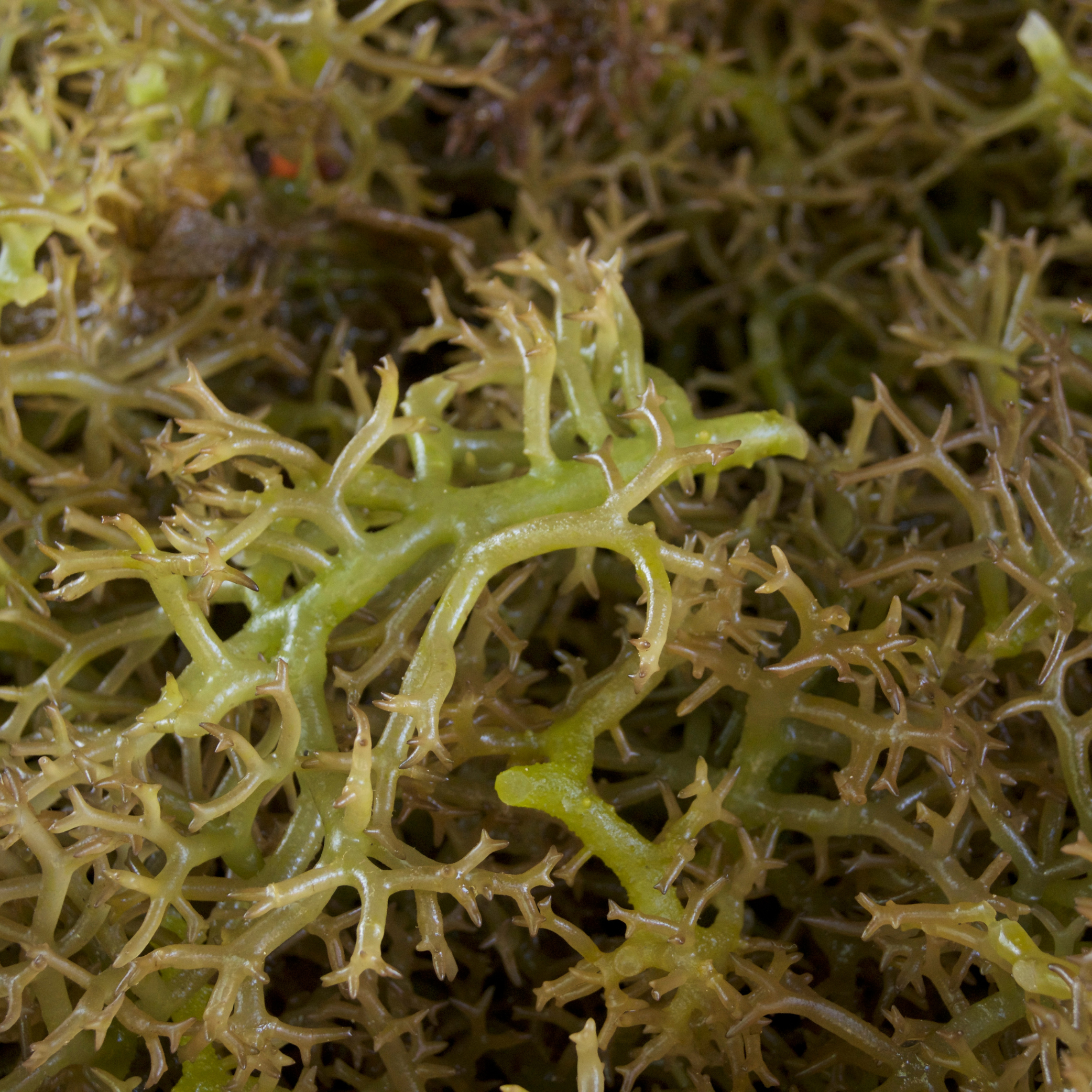 Carrageen (Chondrus crispus) – 50g  NEW