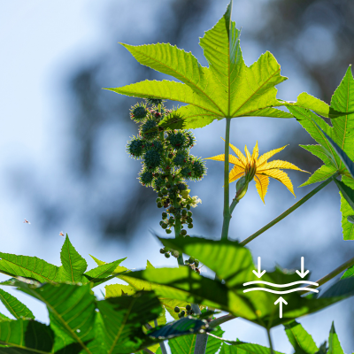 Pure Castor Oil (Ricinus communis)  100ml