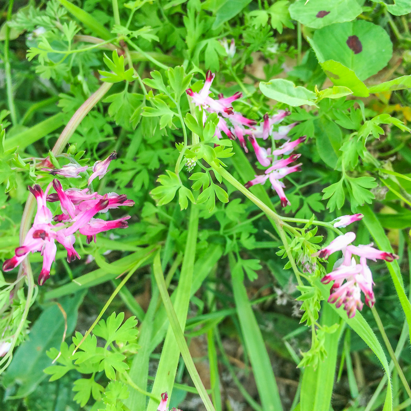 Fumaria officinalis (Fumitory) Tincture 100ml, , Tincture, fumaria-officinalis-fumitory-tincture, [