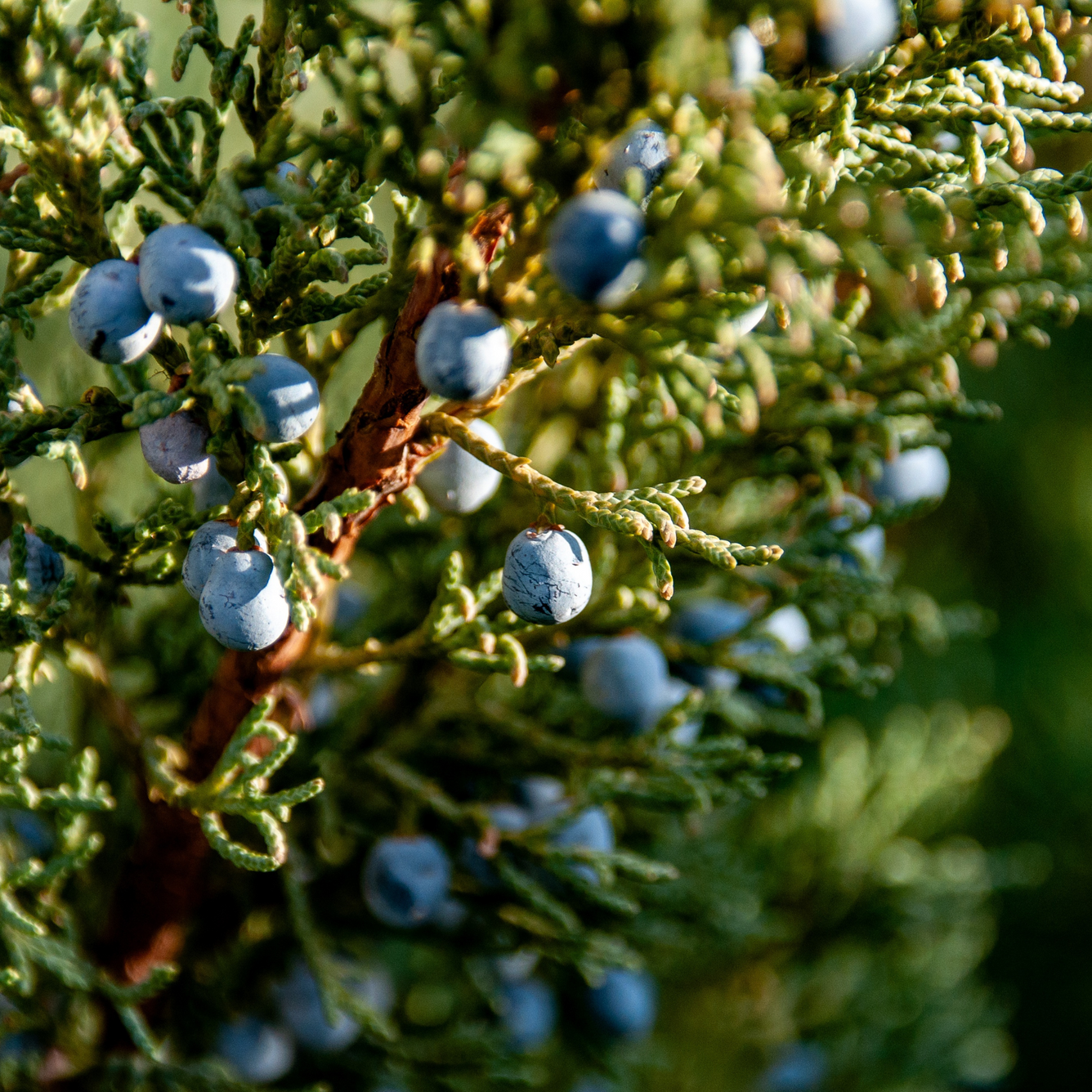 100ml Juniperus communis (Juniper) Tincture