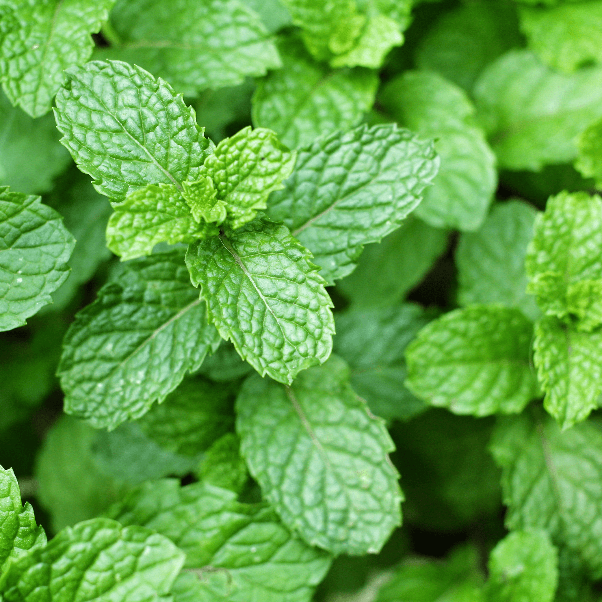 100ml Mentha piperita (Mint) Tincture- 20% Discount While Stocks Last