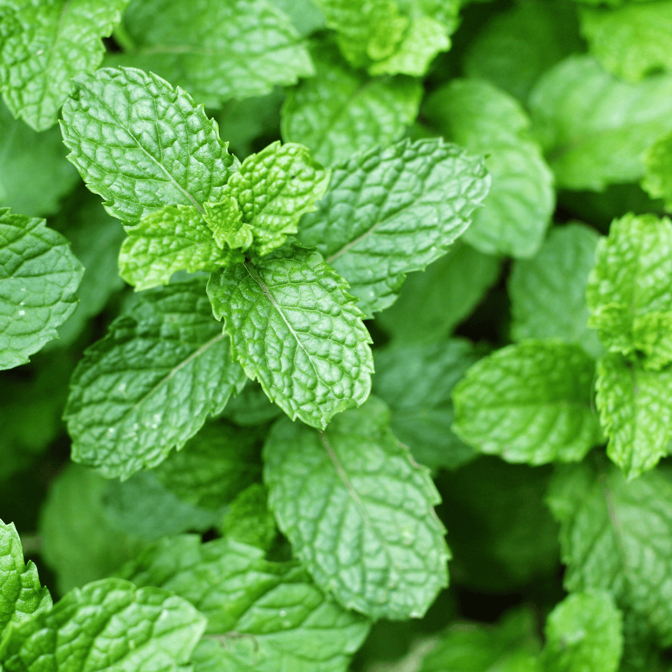 100ml Mentha piperita (Mint) Tincture- 20% Discount While Stocks Last, , Tincture, 100ml-mentha-piperita-mint-tincture-20-discount, [