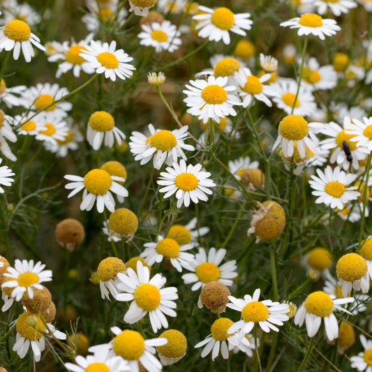 NEW- German Chamomile Infused Oil (1:5 in almond oil) 100ml - 20% discount for April
