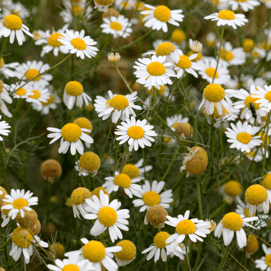 NEW- German Chamomile Infused Oil (1:5 in almond oil) 100ml - 20% discount for May, , Tincture, german-chamomile-infused-oil-1-5-in-almond-oil-100ml, ["100ml","Herbs","Hypericum perfoliatum (St John's Wort) Fixed Oil","Tinctures"], DrClareApothecary