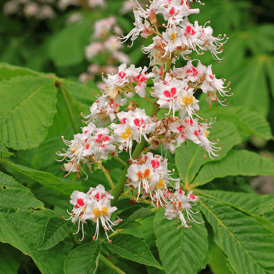 Aesculus hippocastanum (European Horse Chestnut) - DrClareApothecary