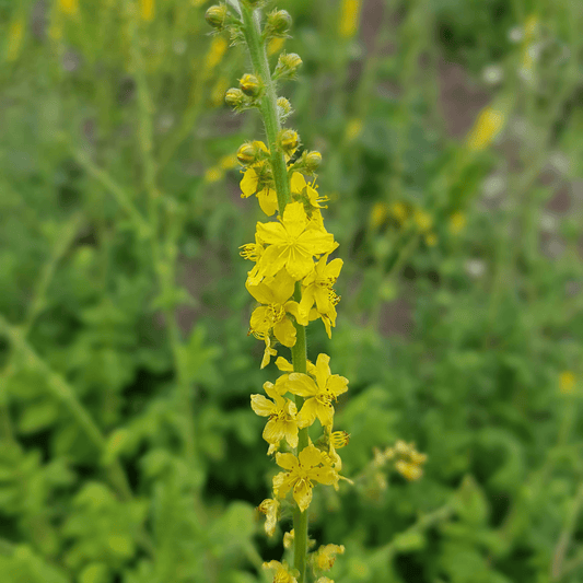 Agrimony Herb Dried/cut 100g - DrClareApothecary