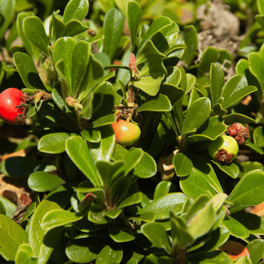 Arctostaphylos uva ursi  (Bearberry) Tincture - DrClareApothecary