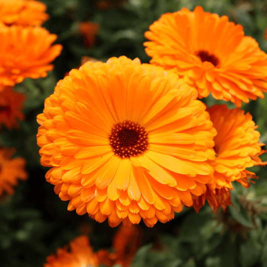 Calendula (Common Marigold) Fixed Oil - DrClareApothecary