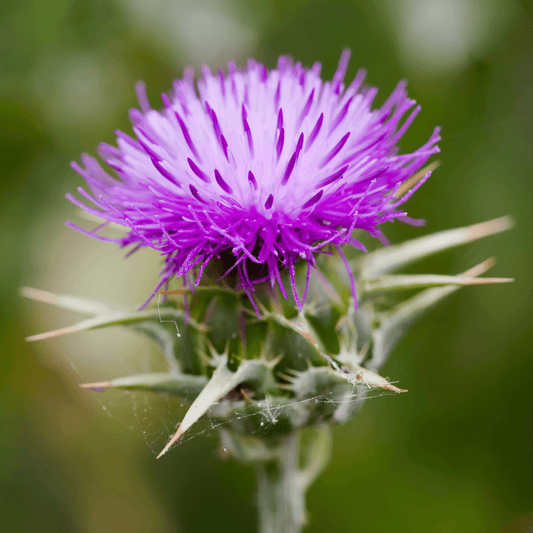 Carbenia benedicta (Blessed thistle) Tincture - DrClareApothecary