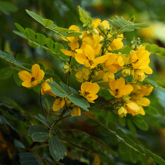 Cassia angustifolia (fol) (Senna leaf) Tincture - DrClareApothecary