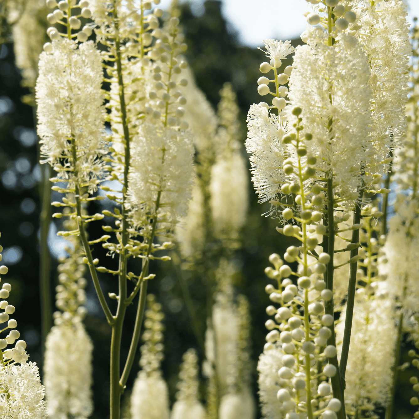 Cimicifuga racemosa (Black cohosh) Tincture - DrClareApothecary