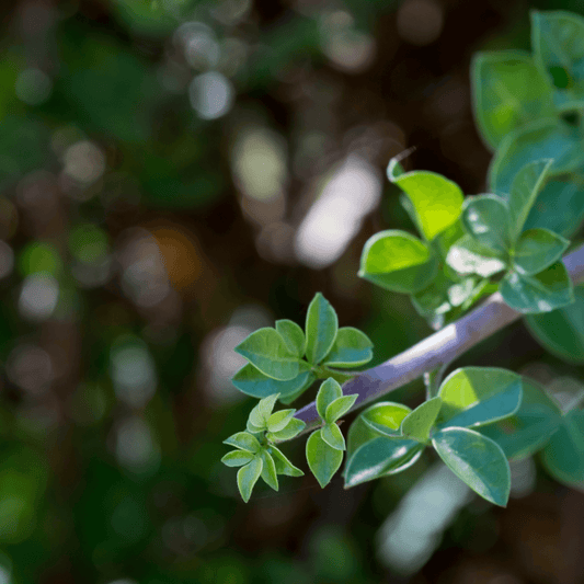 Commiphora molmol (Myrrh) Tincture - DrClareApothecary