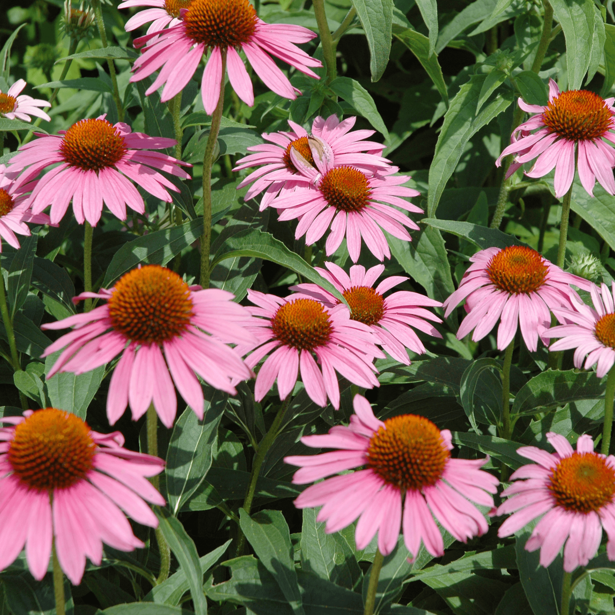 Elderberry & Echinacea Syrup - DrClareApothecary