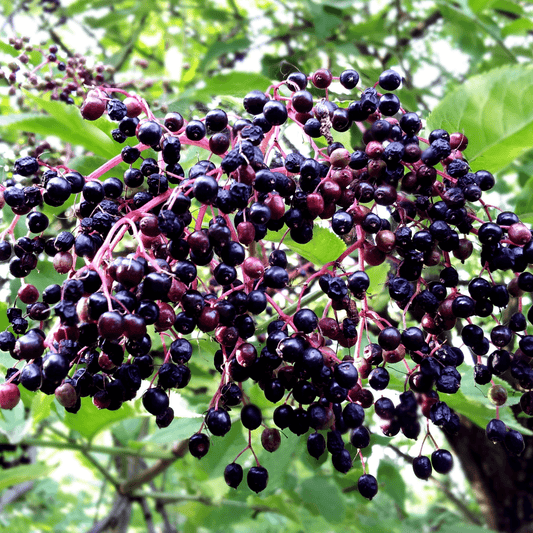 Elderberry & Echinacea Syrup - DrClareApothecary