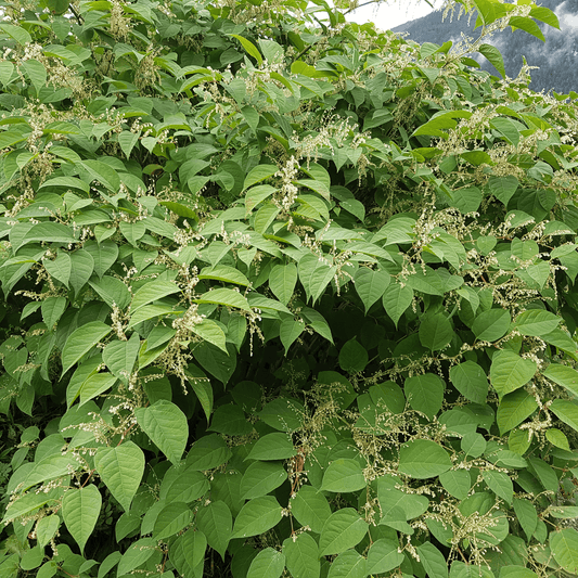 Fallopia japonica (Japanese Knotweed) - DrClareApothecary