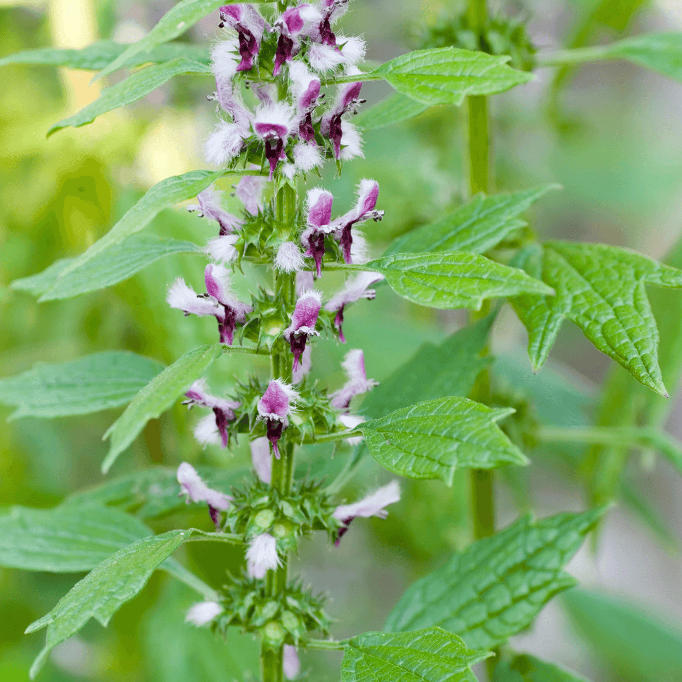 Leonurus cardiaca (Common motherwort) Tincture - DrClareApothecary